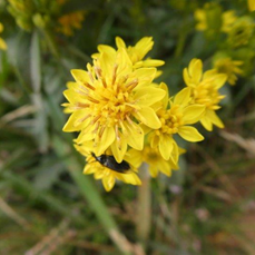 plant op Hoy (Orkney)